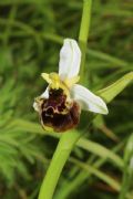 Ophrys tetraloniae